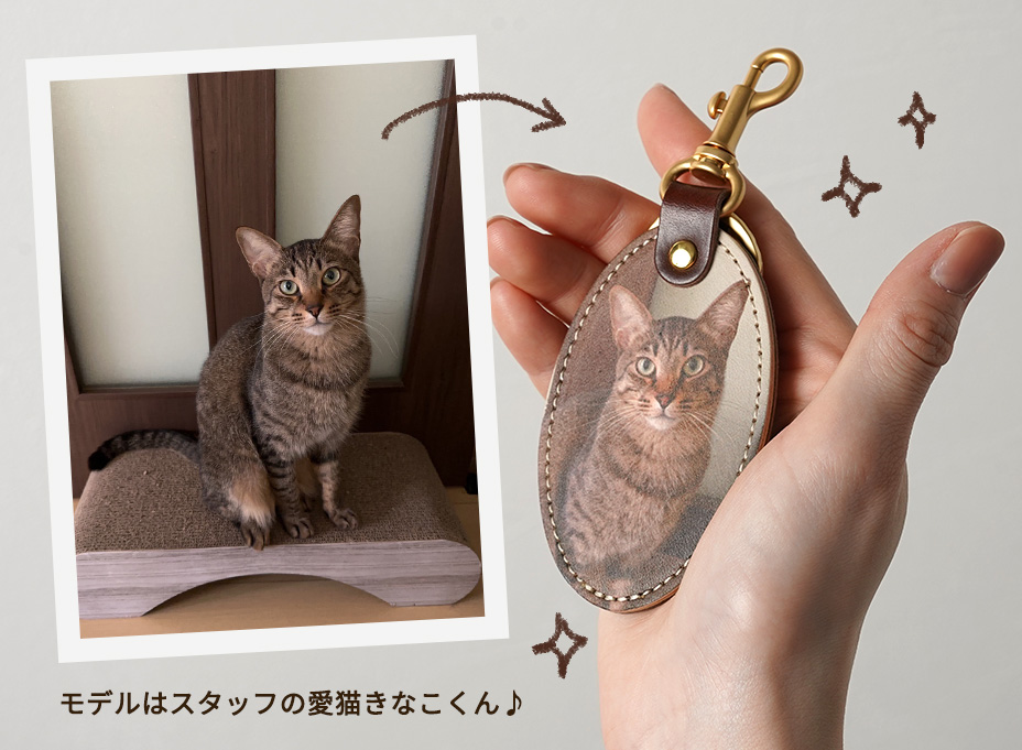 モデルはスタッフの愛猫きなこくん♪