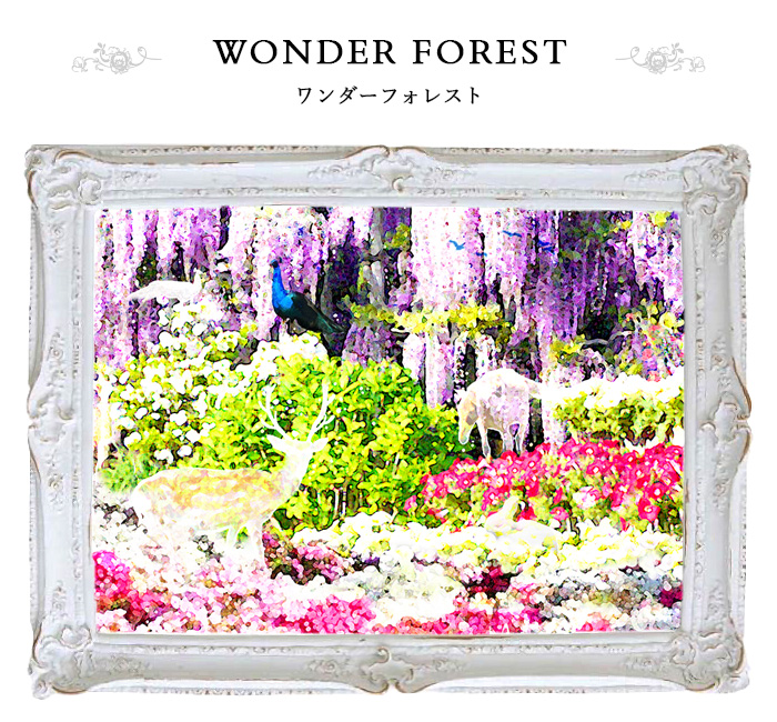 Wonder forest ワンダーフォレスト